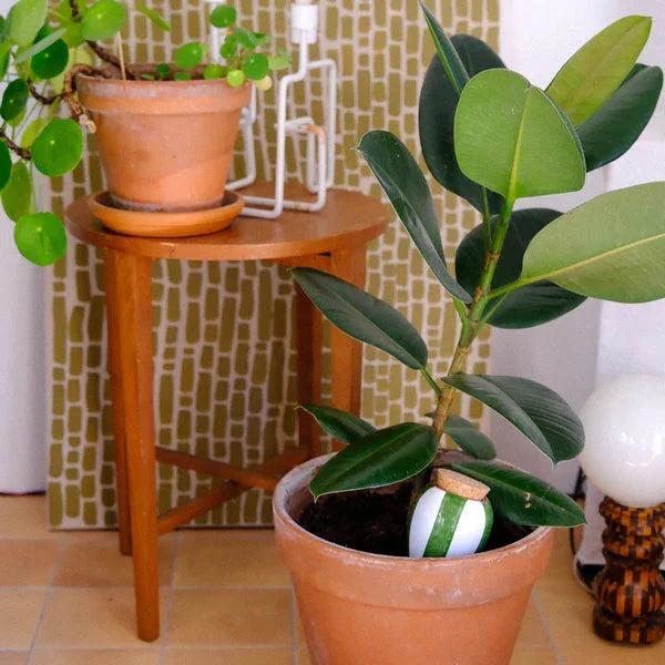 Olla - Striped Green & White