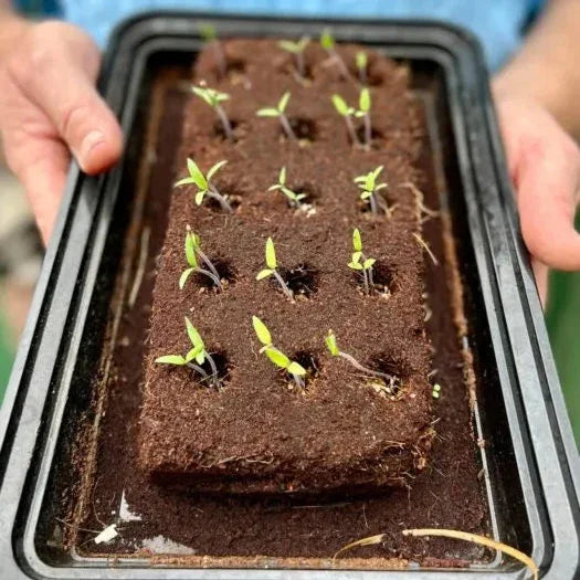Grow Bar - The Bee Bar