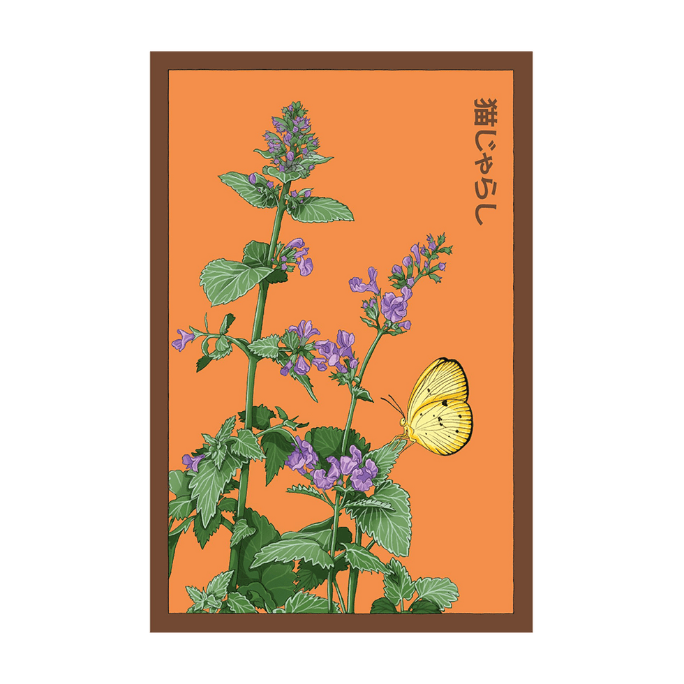Catnip Flower Seeds Packet
