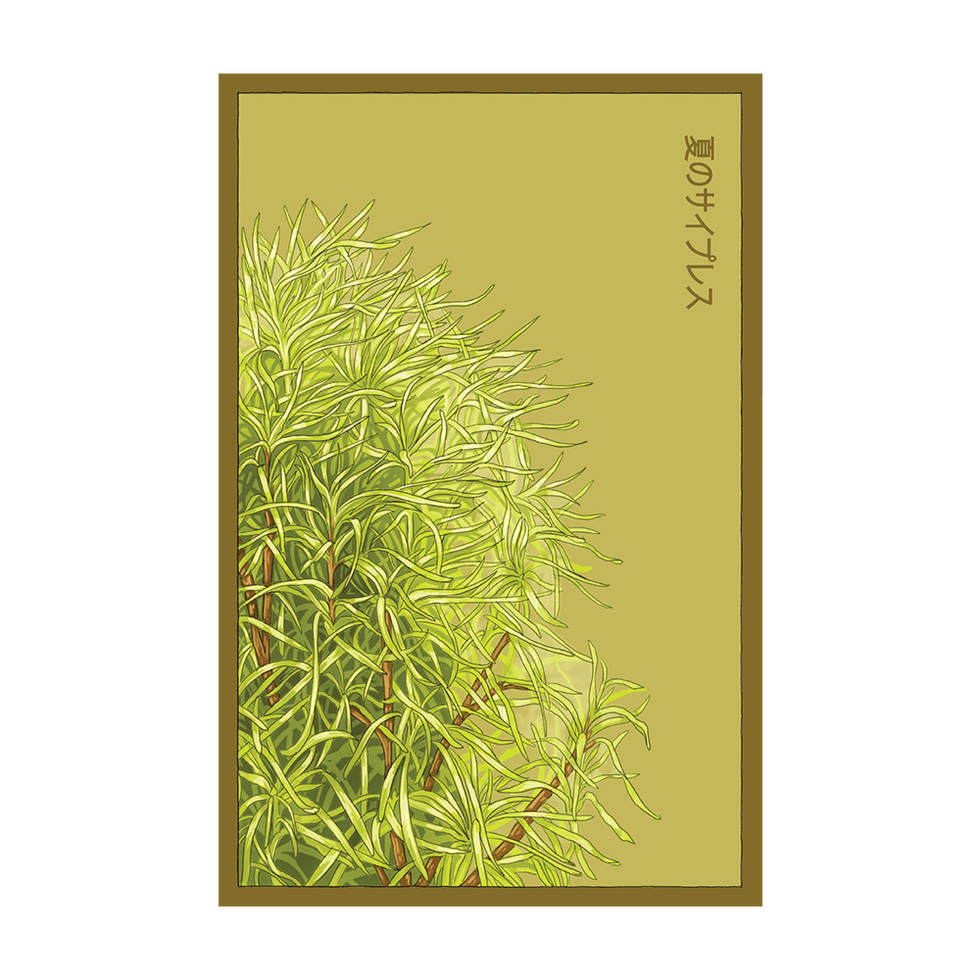 Summer Cypress Flower Seeds Packet
