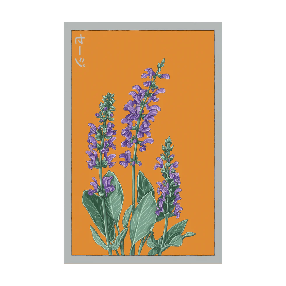 Sage Herb Seeds Packet