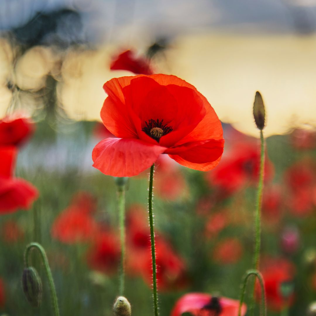 Wildflower Jars - Poppy