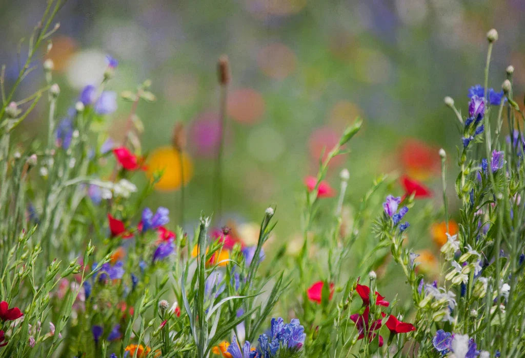 What are the benefits of rewilding my garden?