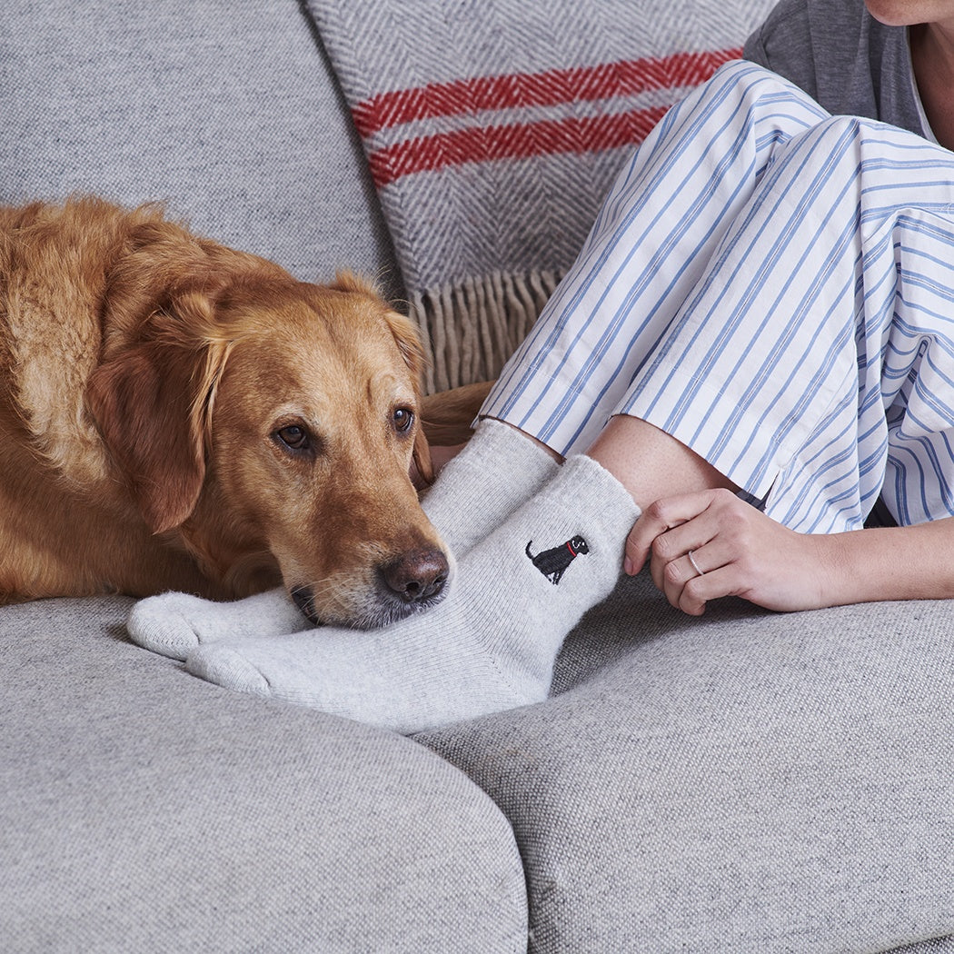 Black Labrador Dog Walking Socks