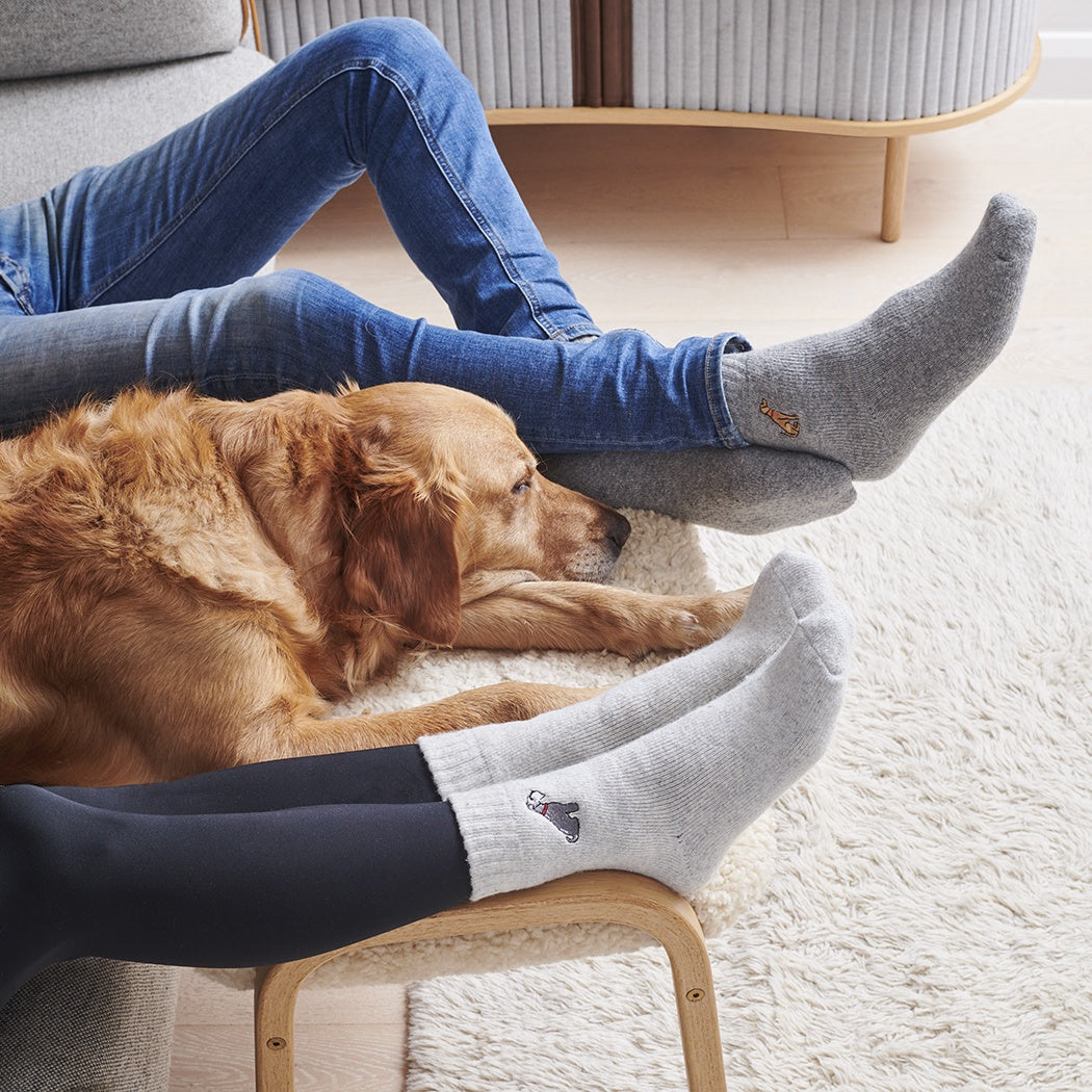 Sweet William - Springer Spaniel (Black & White) Dog Walking Socks