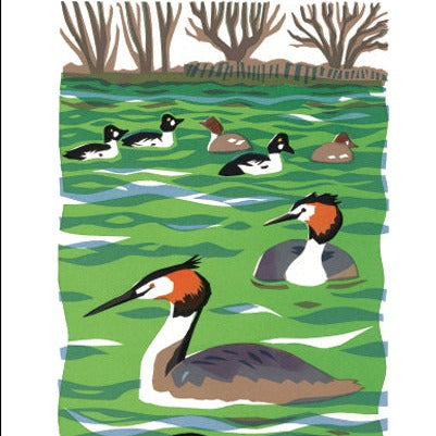 Great Crested Grebe and Goldeneye