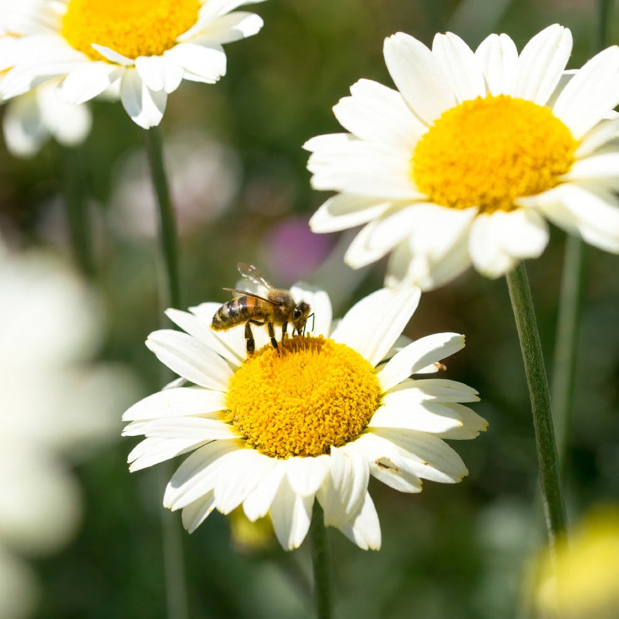 Wildflower Grow Kit - Chamomile
