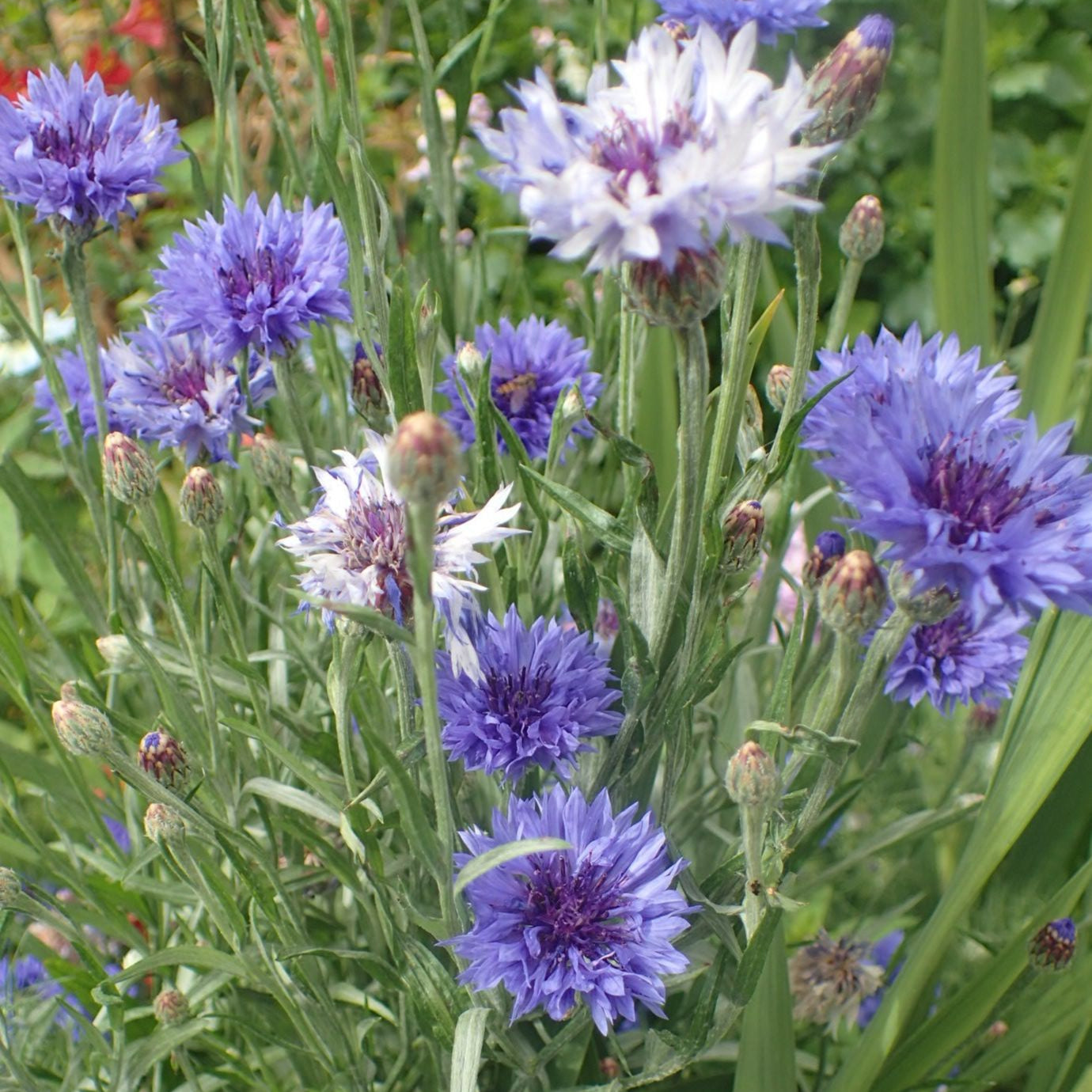 Grow Bar - Jane Austen Flowers