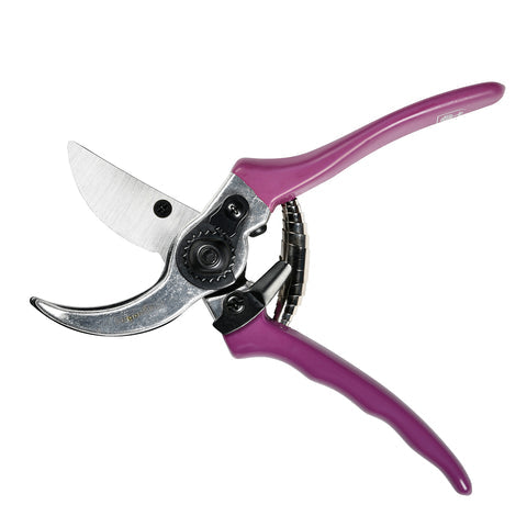 Asteraceae Secateurs