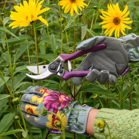 Asteraceae Secateurs