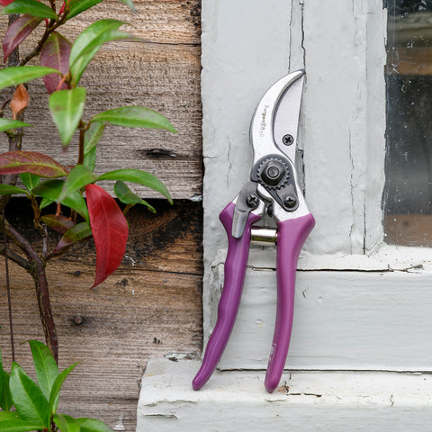Asteraceae Secateurs