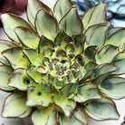 Ceramic Flower Wall Art Pear Green Calico Aster