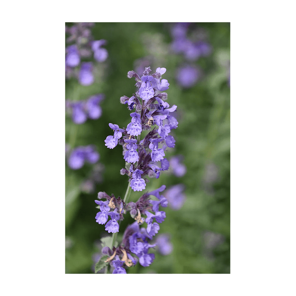 Catnip Flower Seeds Packet