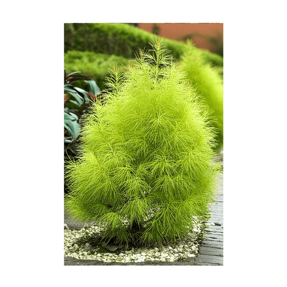 Summer Cypress Flower Seeds Packet