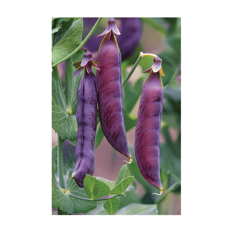 Purple Peas Vegetable Seeds Packet