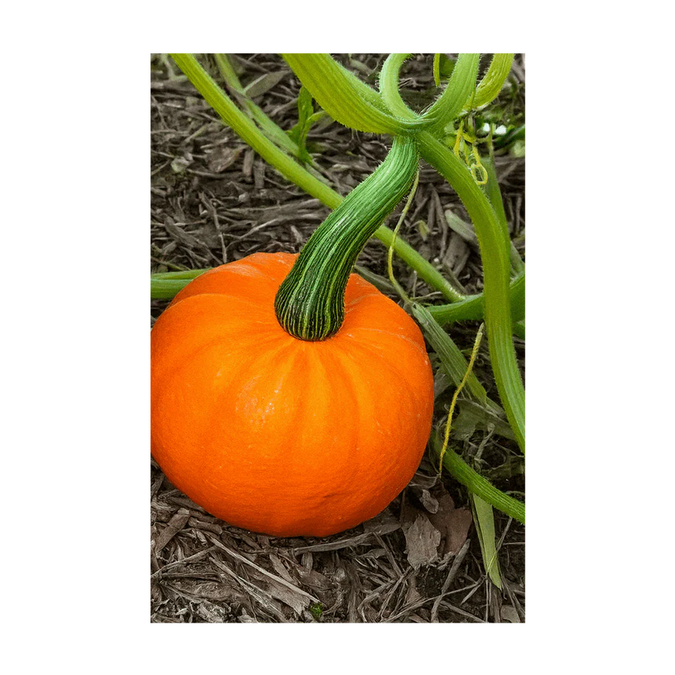 Pumpkin Squash Vegetable Seeds Packet