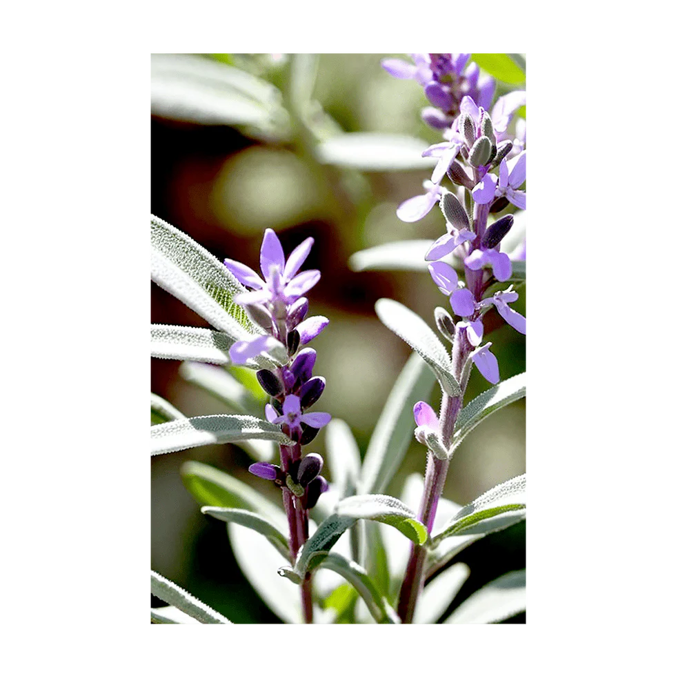 Sage Herb Seeds Packet