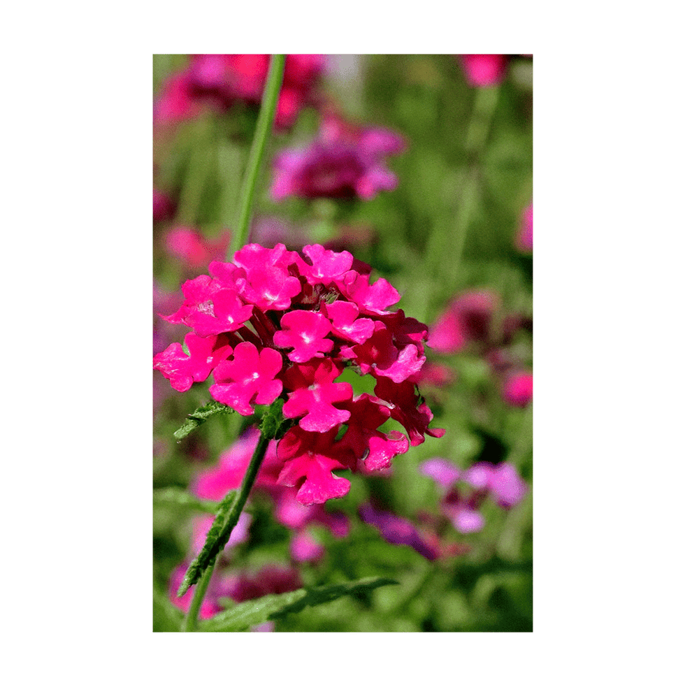 Verbena Flower Seeds Packet