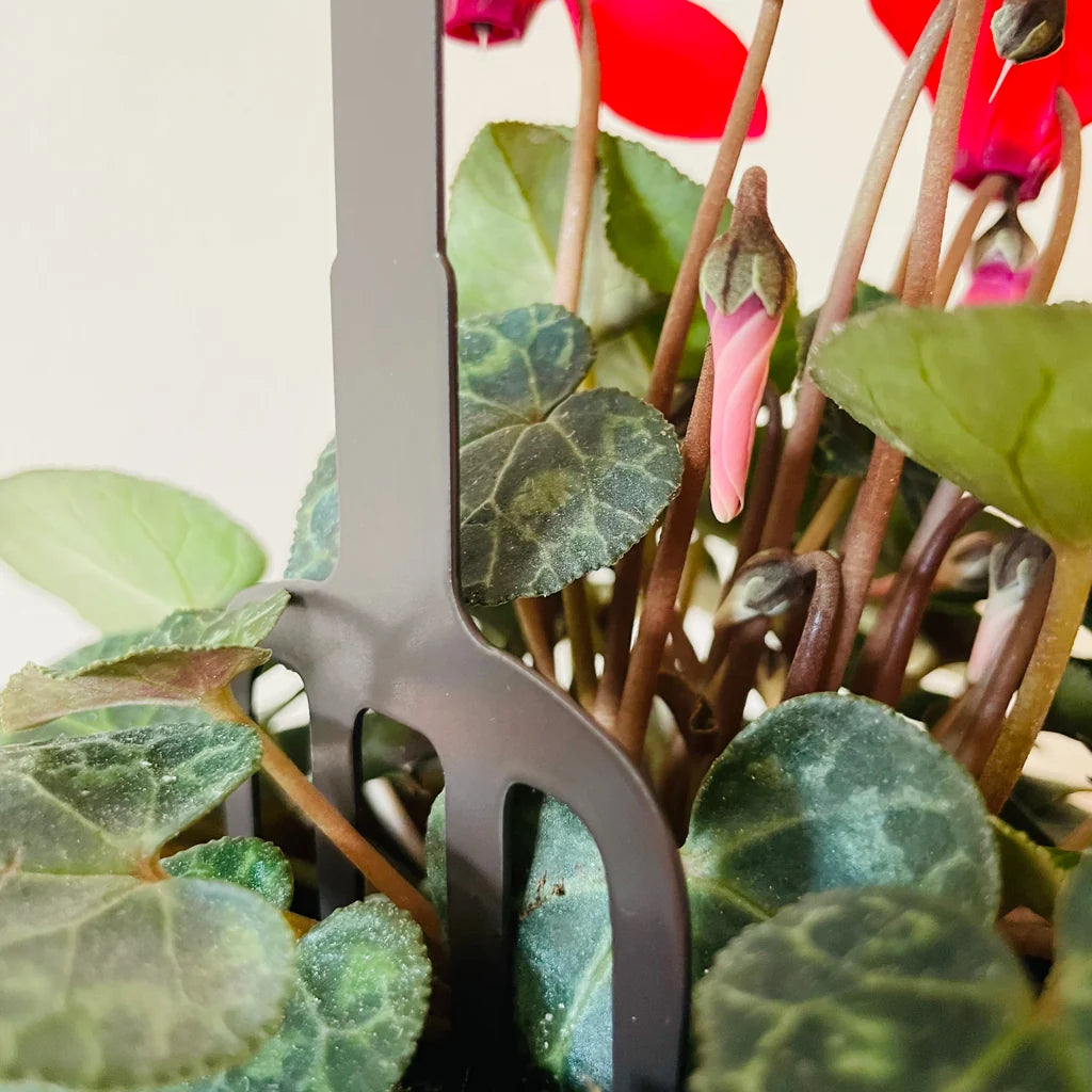 Pot Stems - Robin on a Fork with Mistletoe