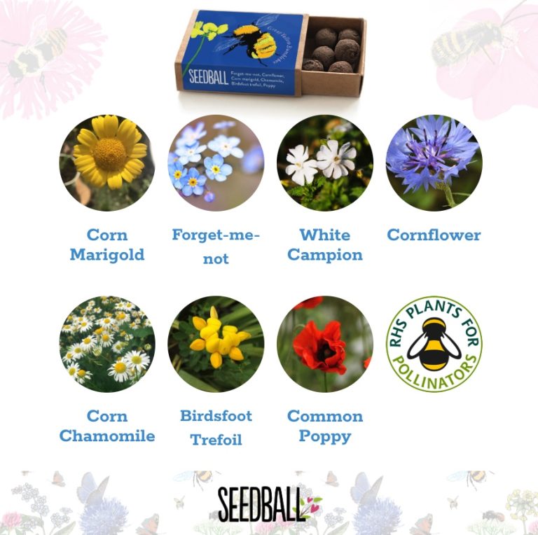 Bees Collection – Set of 6