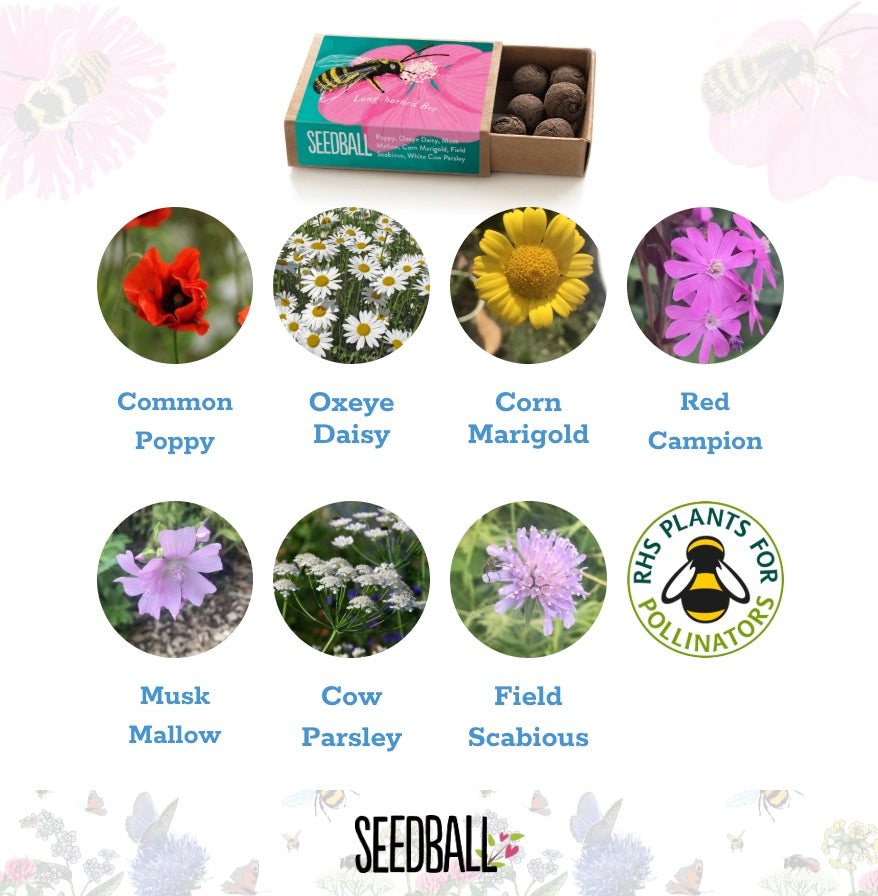 Bees Collection – Set of 6