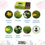 Bees Collection – Set of 6