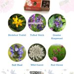 Bees Collection – Set of 6
